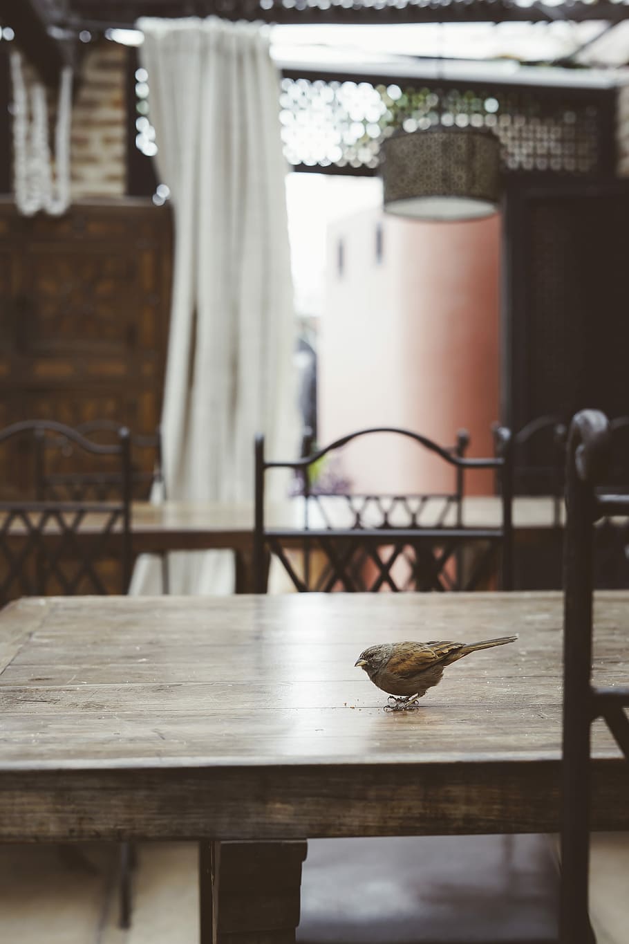 gray bird on brown wooden table, brown bird perched on table HD wallpaper