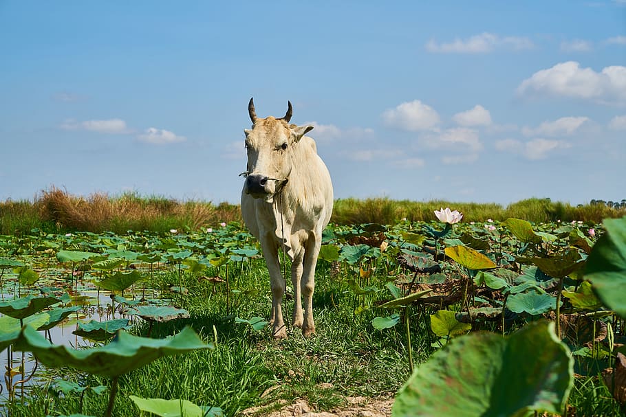 cow, ox, nature, grass, outdoor, farm, area, village, field, HD wallpaper