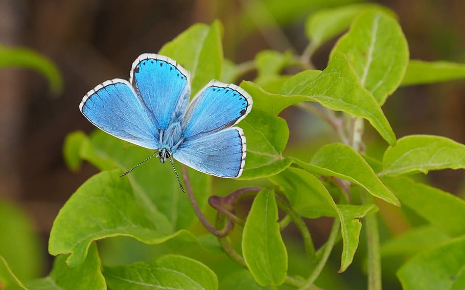 nature, butterfly, leaf, blue, insects, spring, azure, animal wildlife HD wallpaper