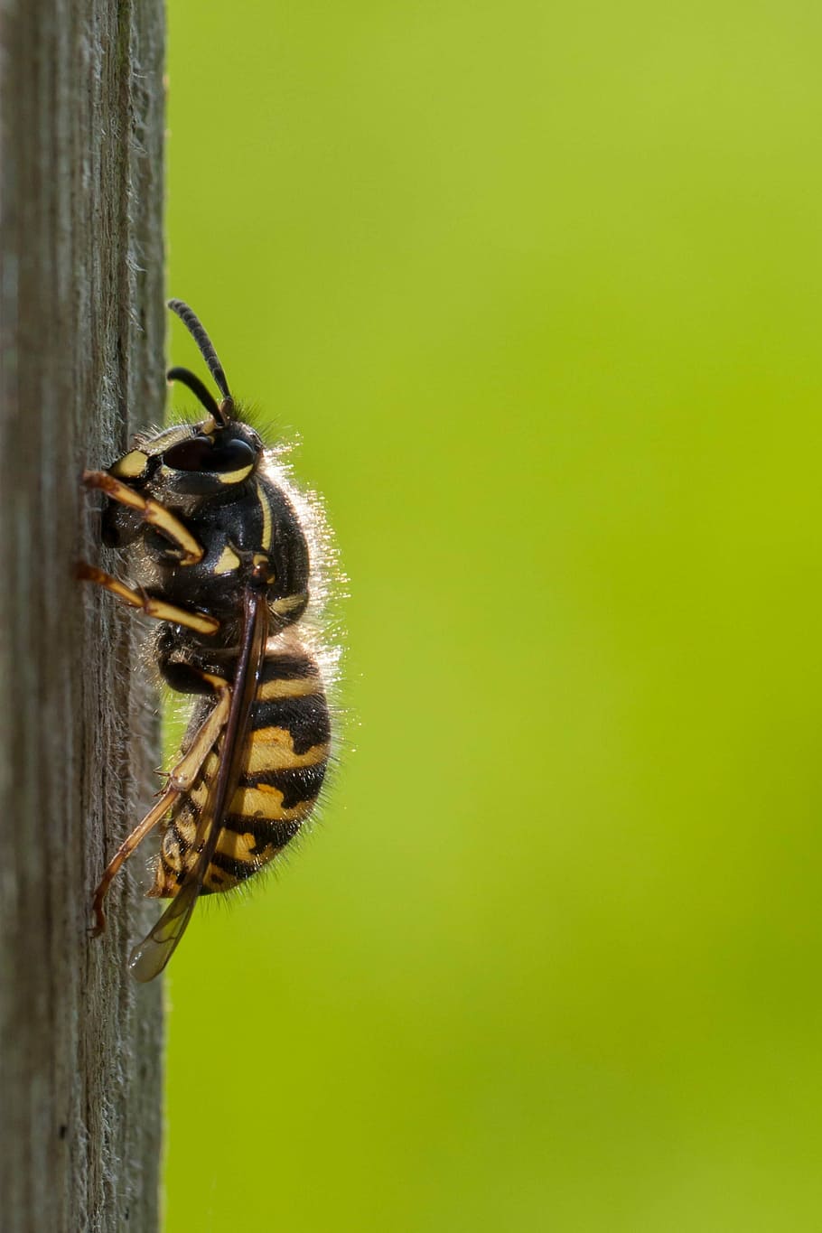 nature, insect, animal themes, animal wildlife, invertebrate HD wallpaper