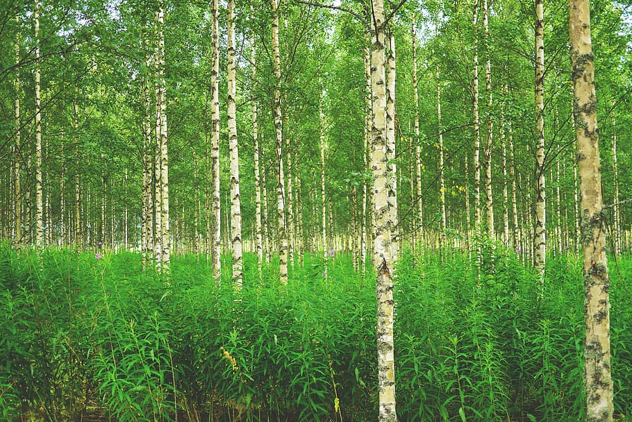 forest trees at daytime, birch, birch forest, nature, finland HD wallpaper