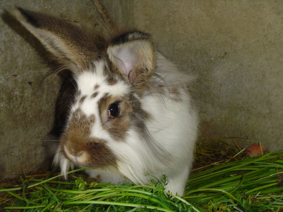 rabbit, animal, grass, rabbit - Animal, pets, cute, easter HD wallpaper