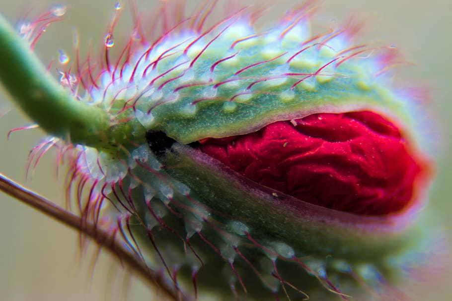 Flower, Blossom, Bloom, Macro, Plant, red flower, nature, summer flowers HD wallpaper