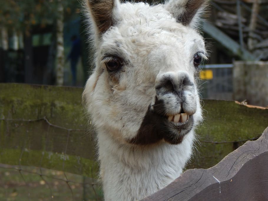 lama, animal, head, mammal, animal themes, one animal, livestock HD wallpaper