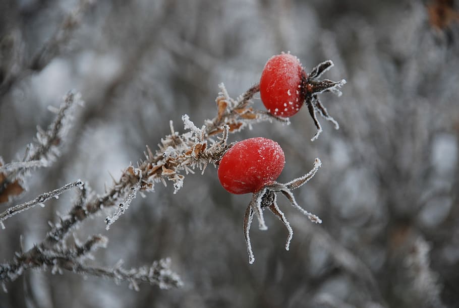 winter, icing, frost, cold, fruit, healthy eating, food, cold temperature HD wallpaper
