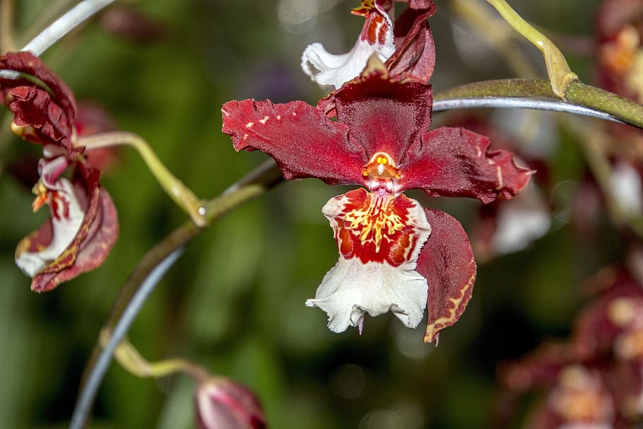 nature, seed, tree, fruit, silvestre, garden, flower, flowers HD wallpaper