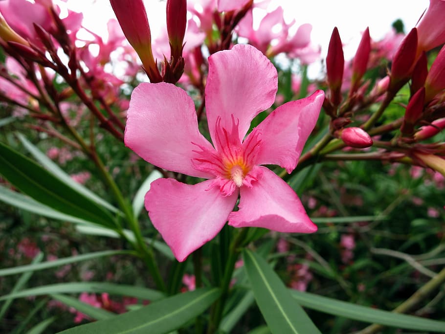 Oleander, Blossom, Bloom, Pink, Flower, pink color, nature HD wallpaper