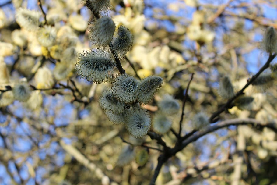 willow catkins, spring, garden, tree, branch, pasture, nature HD wallpaper