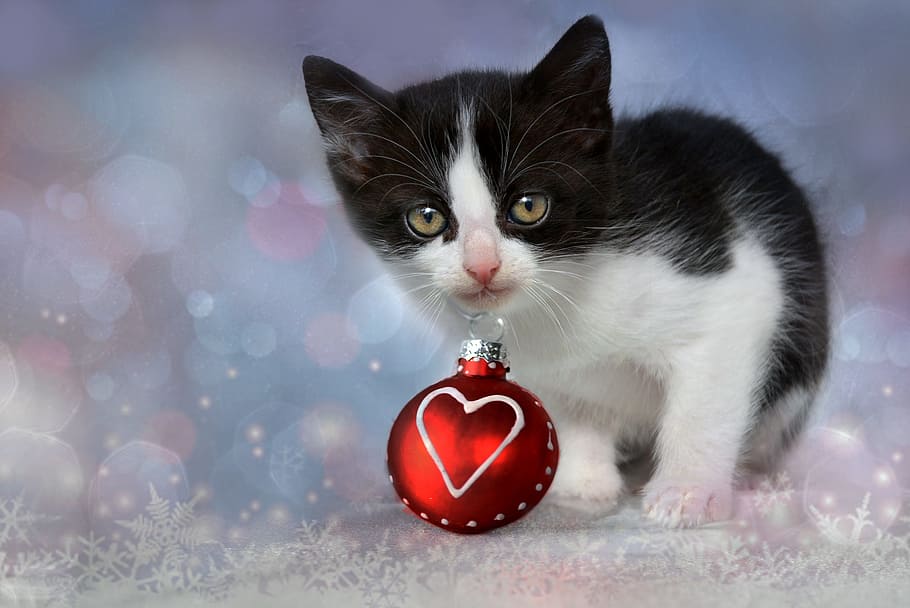 short-fur black and white kitten, Tuxedo, red, bauble, grey HD wallpaper