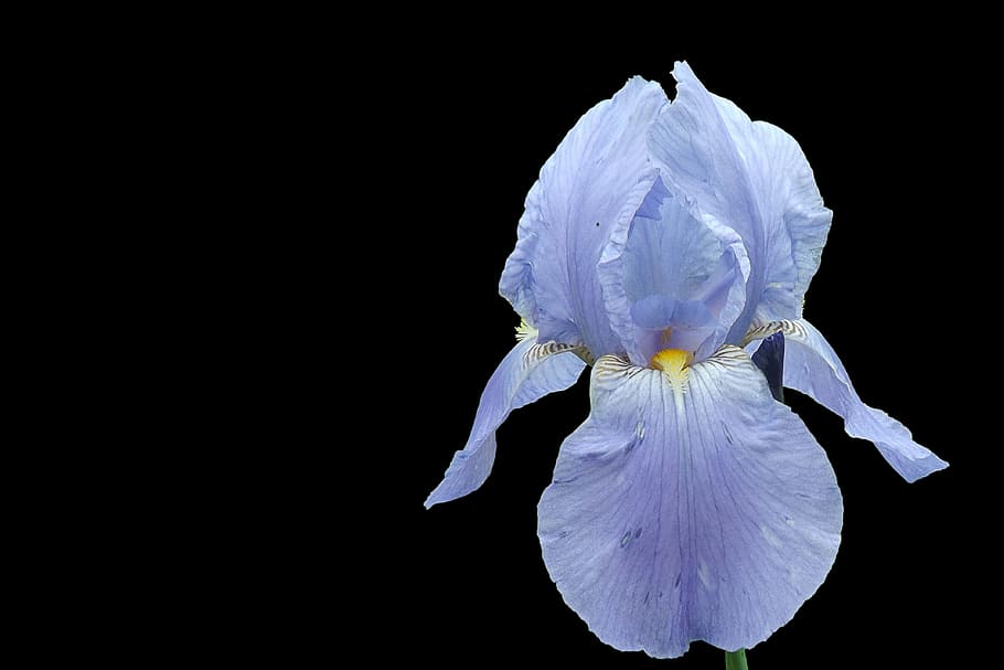 iris, blossom, bloom, blue, petal, flowering plant, vulnerability HD wallpaper