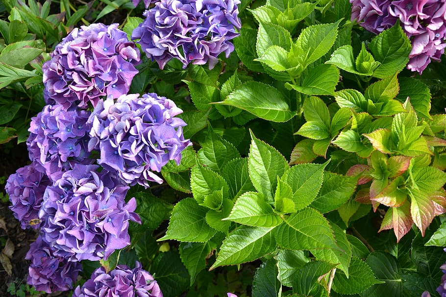hydrangea, purple, green, autumn, flowers, garden, plant, nature HD wallpaper