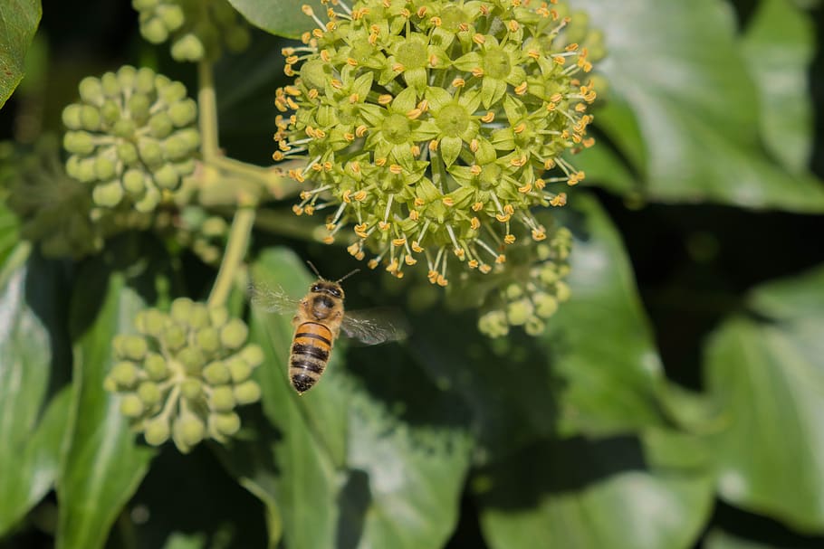 bee, nature, pollination, animal wildlife, invertebrate, animals in the wild HD wallpaper