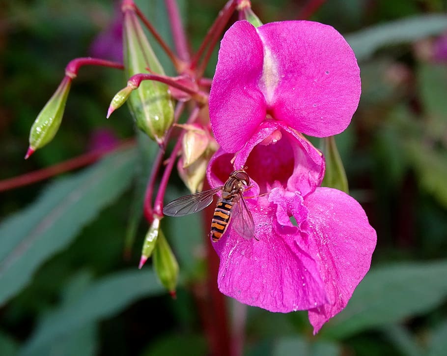 balsam, hover bee, flower, blossom, bloom, weed, insect, wing HD wallpaper