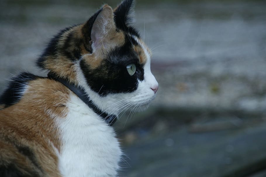 Cat, Cats, Pet, Face, Animal, Mammal, cat face, dog, domestic animals HD wallpaper