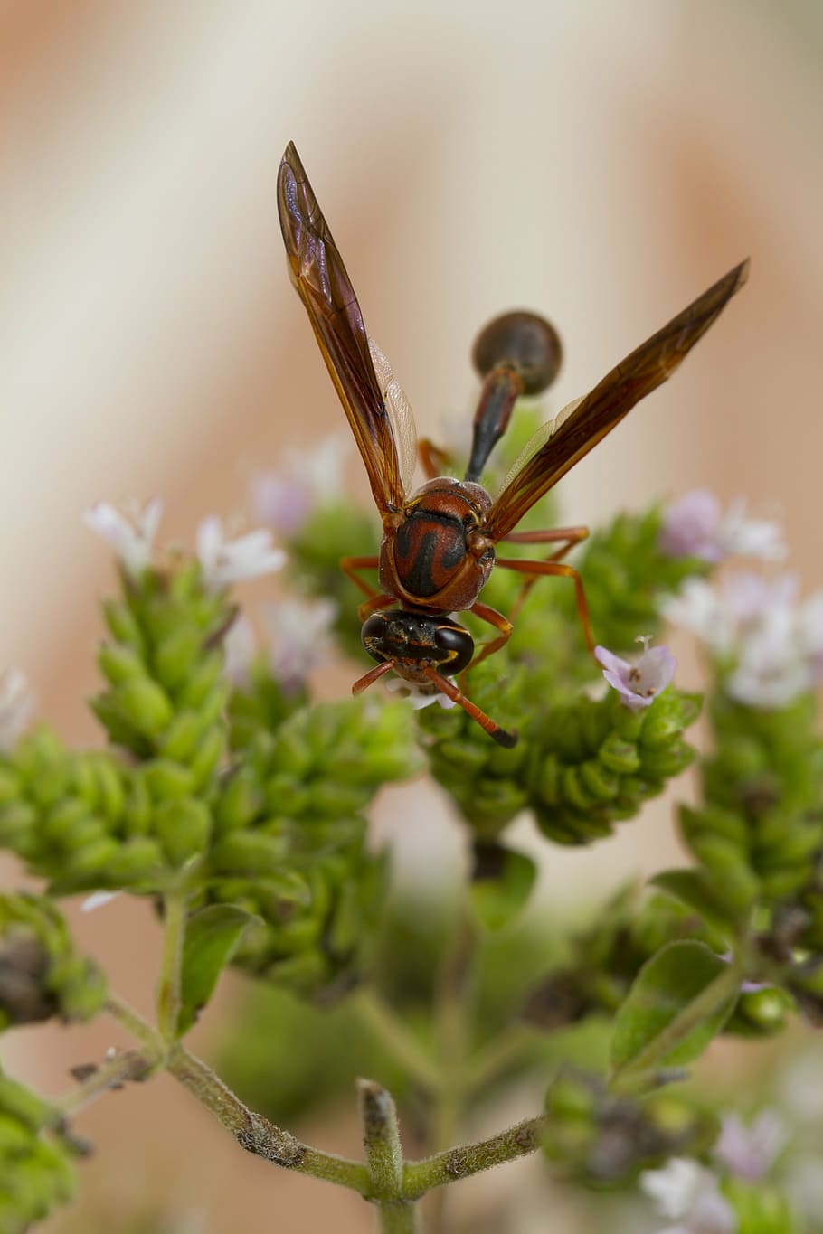 vespa, sting, garden, spring, flowers, plants, nature, insect HD wallpaper