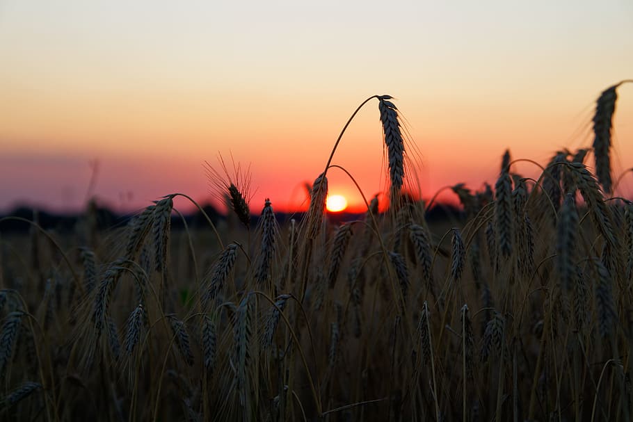 grain, field, wheat, cereals, sunlight, landscape, nature, sunset HD wallpaper