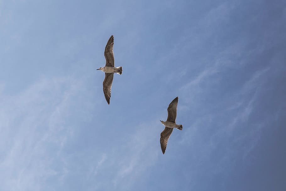 seagull, sky, blue, two, bird, wildlife, dom, nature, animal HD wallpaper