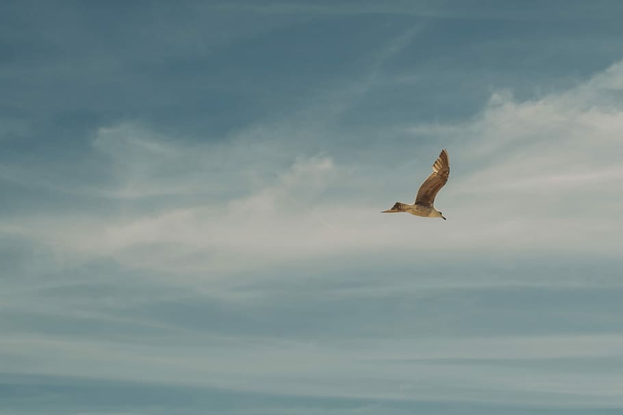 flying bird on the sky, photo of flying bird during daytime, flight HD wallpaper
