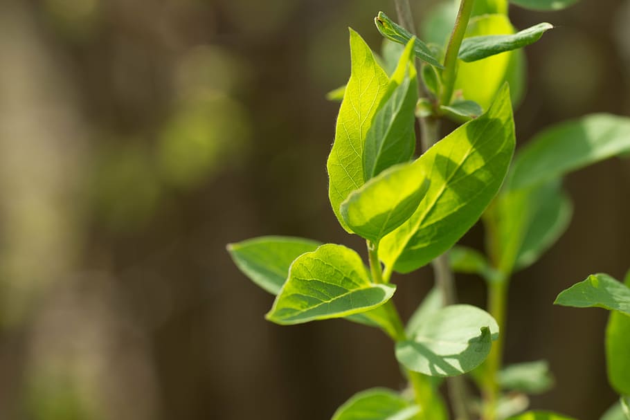 leaves, leaf, green, sunshine, incidence of light, spring, frisch HD wallpaper