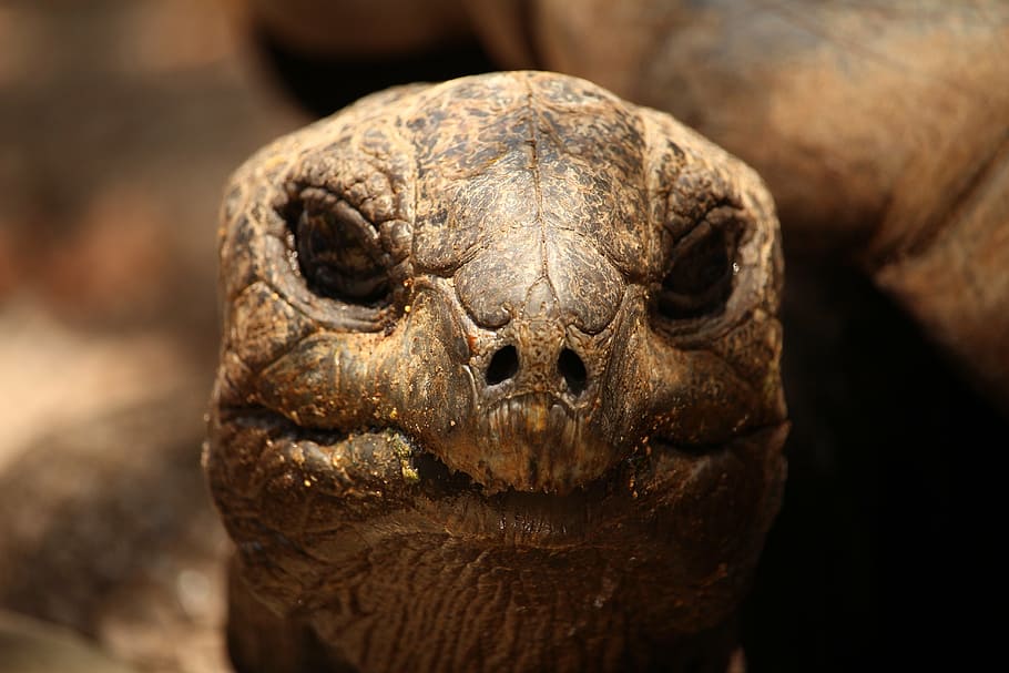 selective focus photography of brown tortoise, turtle, mauritius HD wallpaper