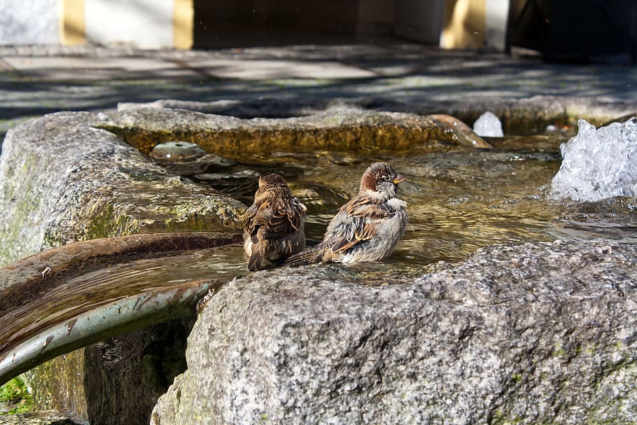 Sparrows, Bird, Swim, Water, city, nature, outdoors, animals in the wild HD wallpaper