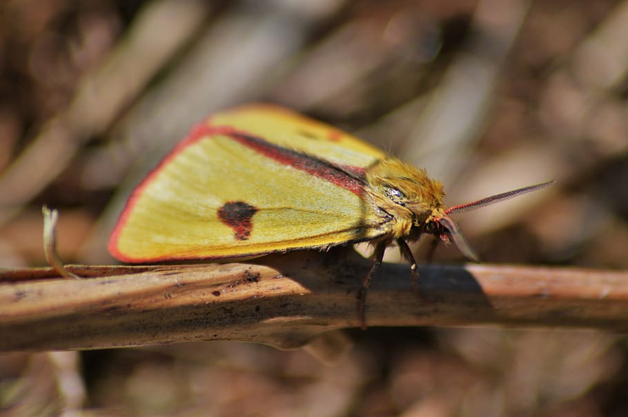 clouded border, moth, nature, insect, invertebrate, animal themes HD wallpaper