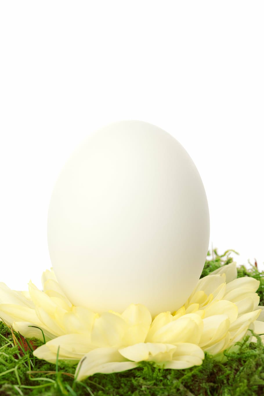 white egg on yellow daisy flower, celebration, simple, decoration HD wallpaper