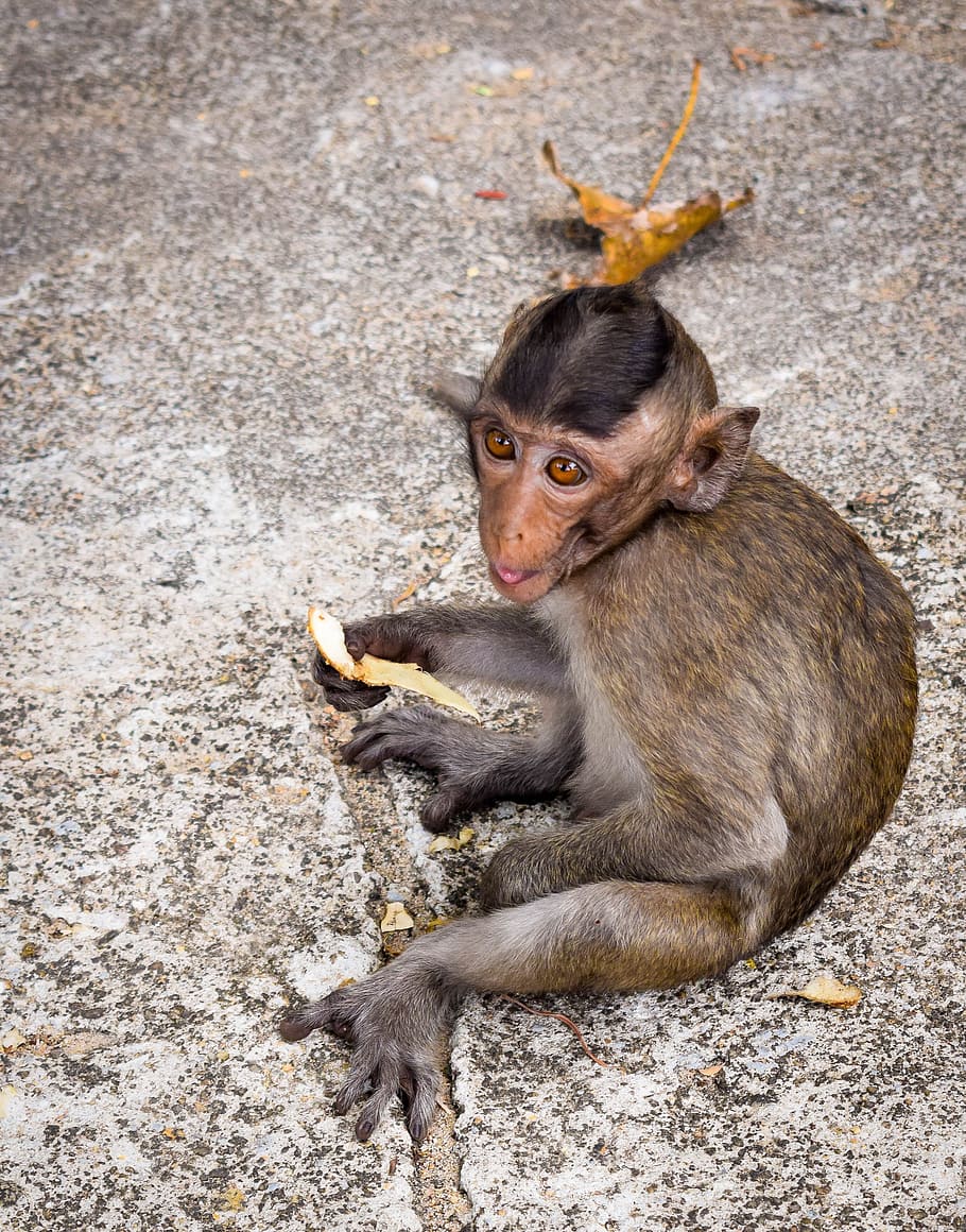 monkey, primates, mammal, wild world, animal, young, cute, funny HD wallpaper