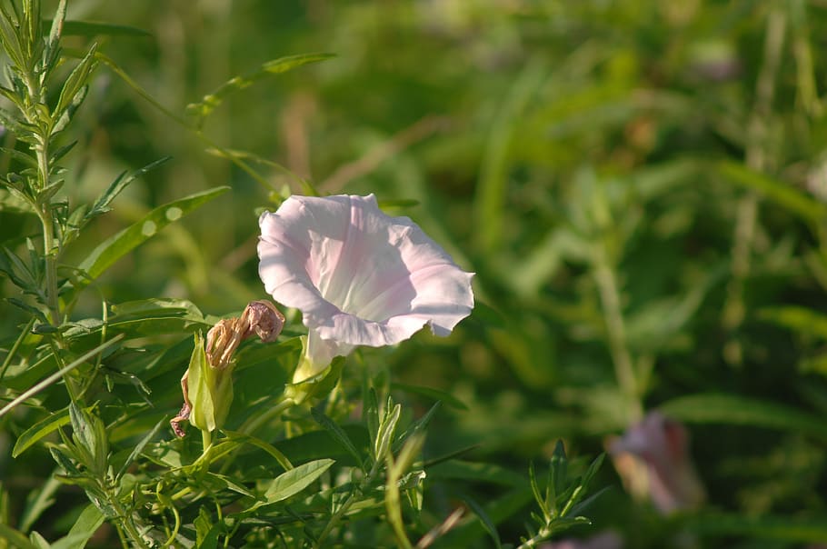 bindweed, flowers, wildflower, plant, growth, beauty in nature HD wallpaper