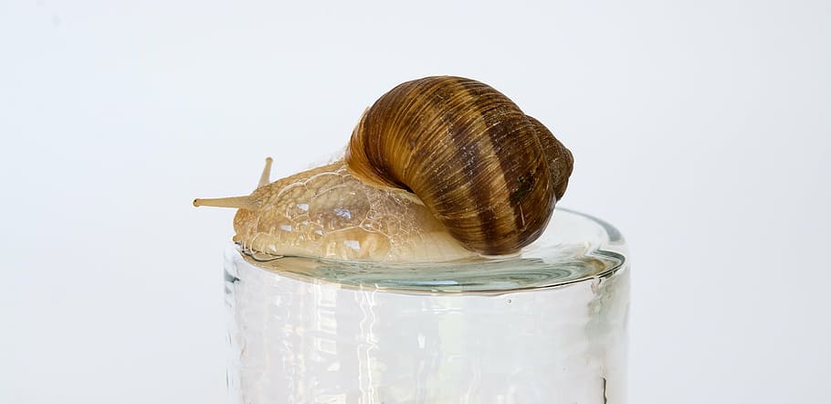 snail, shell, mollusk, reptile, close, slowly, brown, animal HD wallpaper