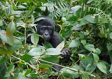 primate hiding behind bush, gorilla, baby, mountain gorilla HD wallpaper