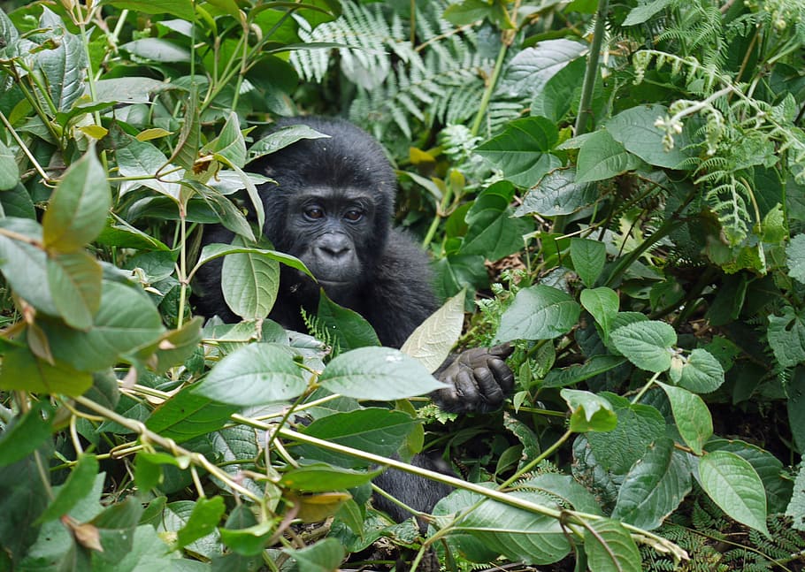 primate hiding behind bush, gorilla, baby, mountain gorilla HD wallpaper