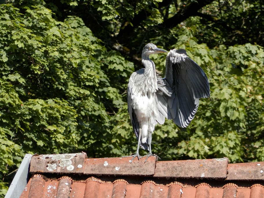Heron, Bird, Roof, one animal, animal wildlife, tree, outdoors HD wallpaper