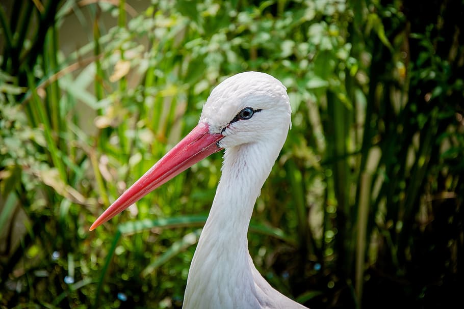 white stork, eastern, head, bill, bird, animal, eye, feather, HD wallpaper