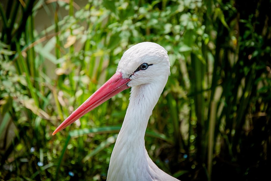 white stork, eastern, head, bill, bird, animal, eye, feather HD wallpaper