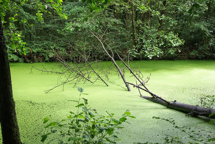 Swamp, Water, Tree, waterloopbos, duckweed, wetland, nature HD wallpaper