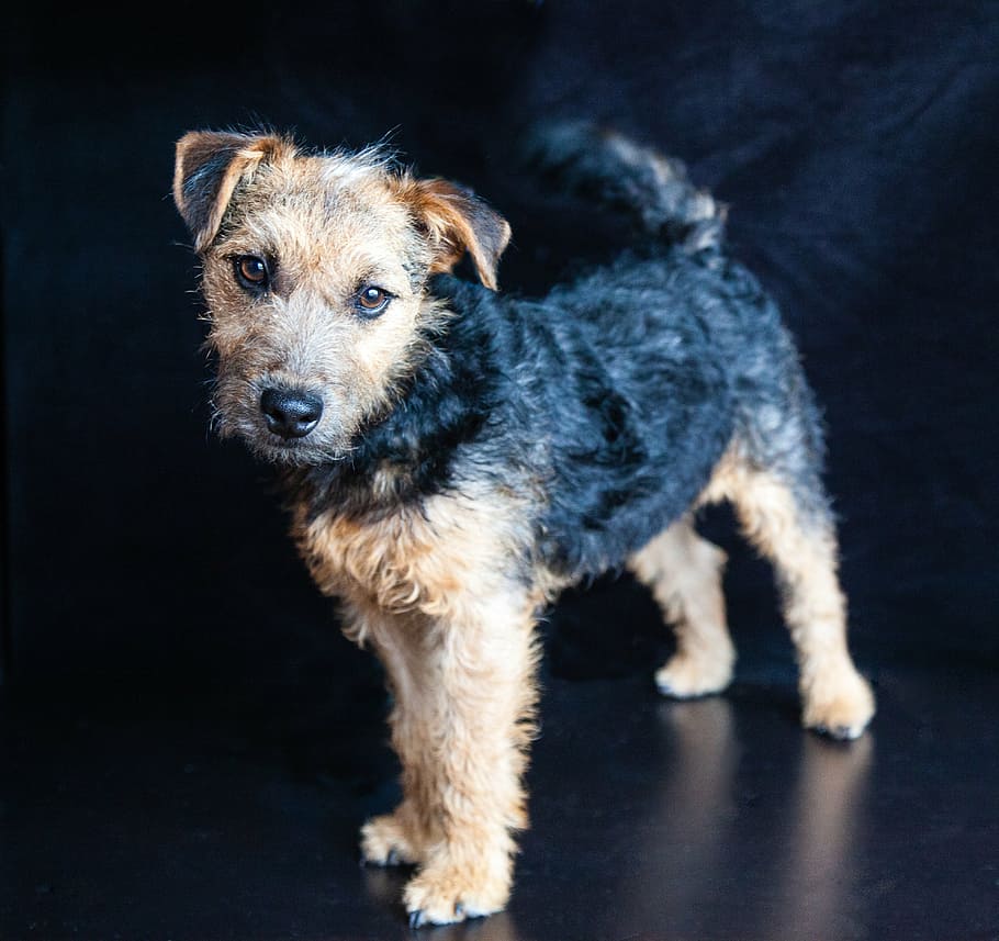 lakeland terrier, dog, pedigree, cute, puppy, one animal, animal themes, HD wallpaper