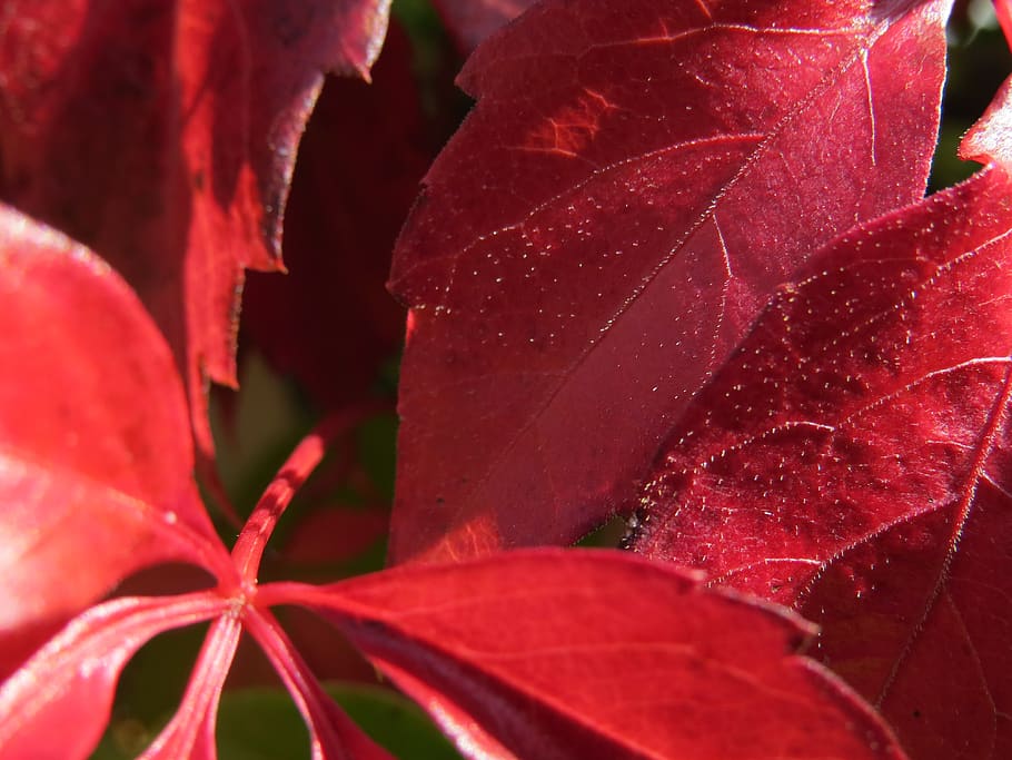 fall foliage, red, autumn, wine partner, leaf, plant part, close-up HD wallpaper