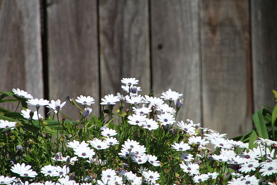 flower, backyard, white, flowering plant, white color, vulnerability HD wallpaper