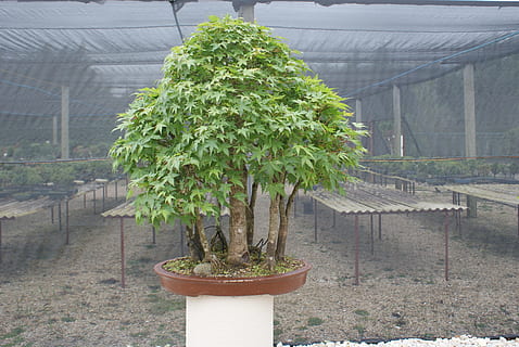 bonsai, flying, tree, plant, miniature, dream, trunk, small HD wallpaper