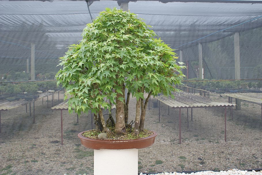 bonsai, flying, tree, plant, miniature, dream, trunk, small HD wallpaper