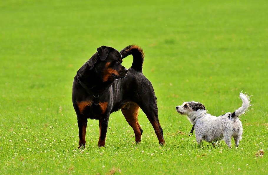 adult mahogany Rottweiler standing beside white short-coated white and black dog on green grass during daytime, HD wallpaper