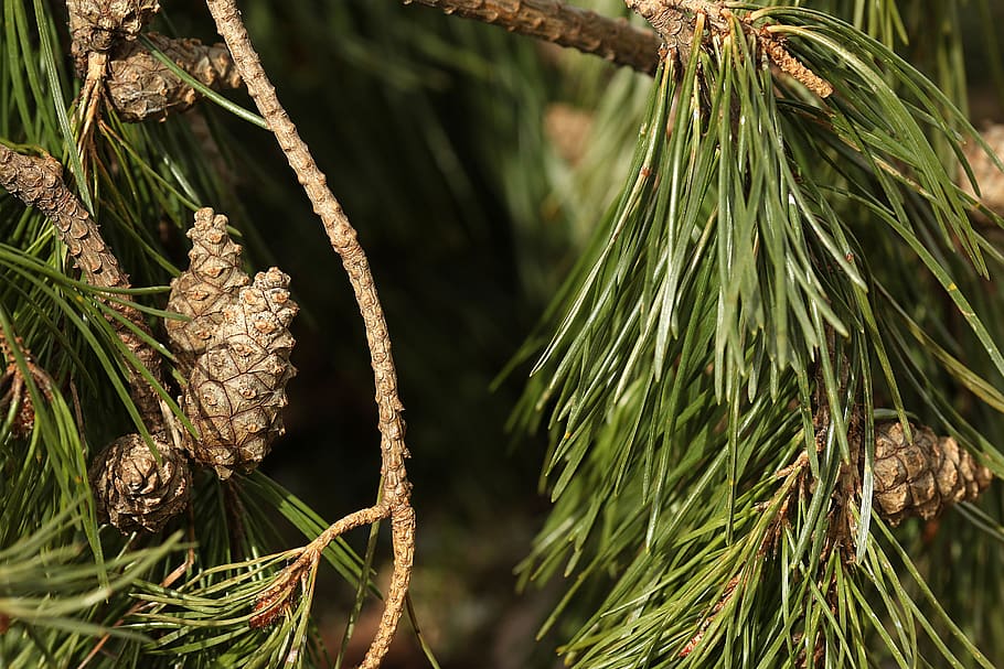 tree, needle, pine, cone, branch, nature, outdoor, plant, growth HD wallpaper