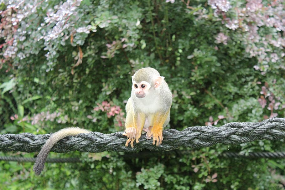 Squirrel Monkey, Skull, Monkeys, skull monkeys, animal, zoo HD wallpaper