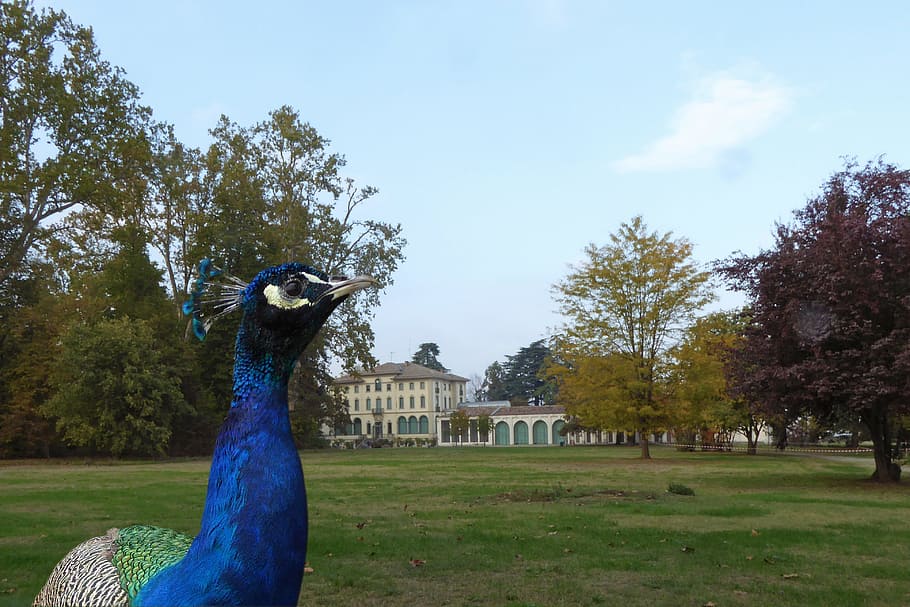 garden, peacock, the fondazione magnani rocca, plant, tree, HD wallpaper