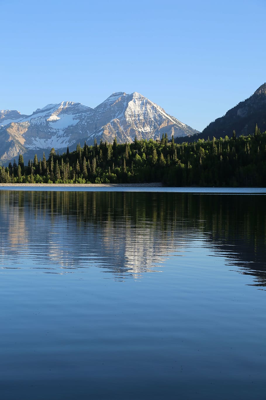 forest in front of lake with mountain background, photo, green HD wallpaper
