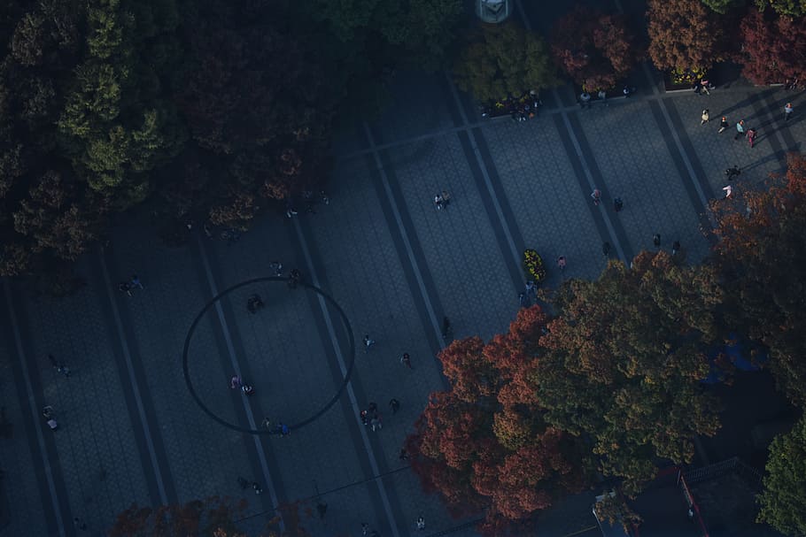 green trees, bird's eye view, outdoors, autumn, leaf, no people HD wallpaper