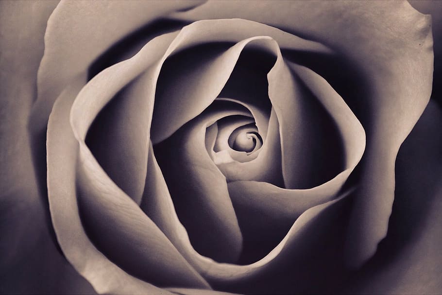 grey rose macro painting, affection, art, beautiful, bloom HD wallpaper