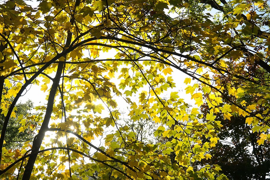 tree, leaves, autumn, maple, branches, color, yellow, light HD wallpaper