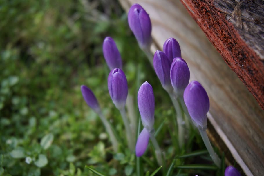 purple, flowers, grass, plant, flowering plant, fragility, freshness HD wallpaper